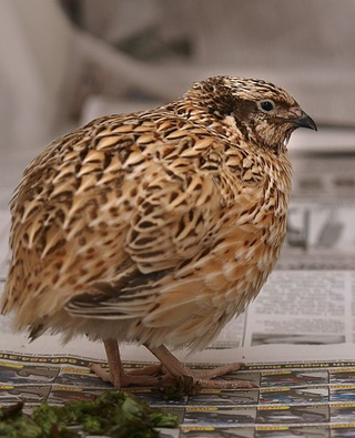 Illustration for article titled Now We've Got an Excuse to Organize Quail Fights for Science